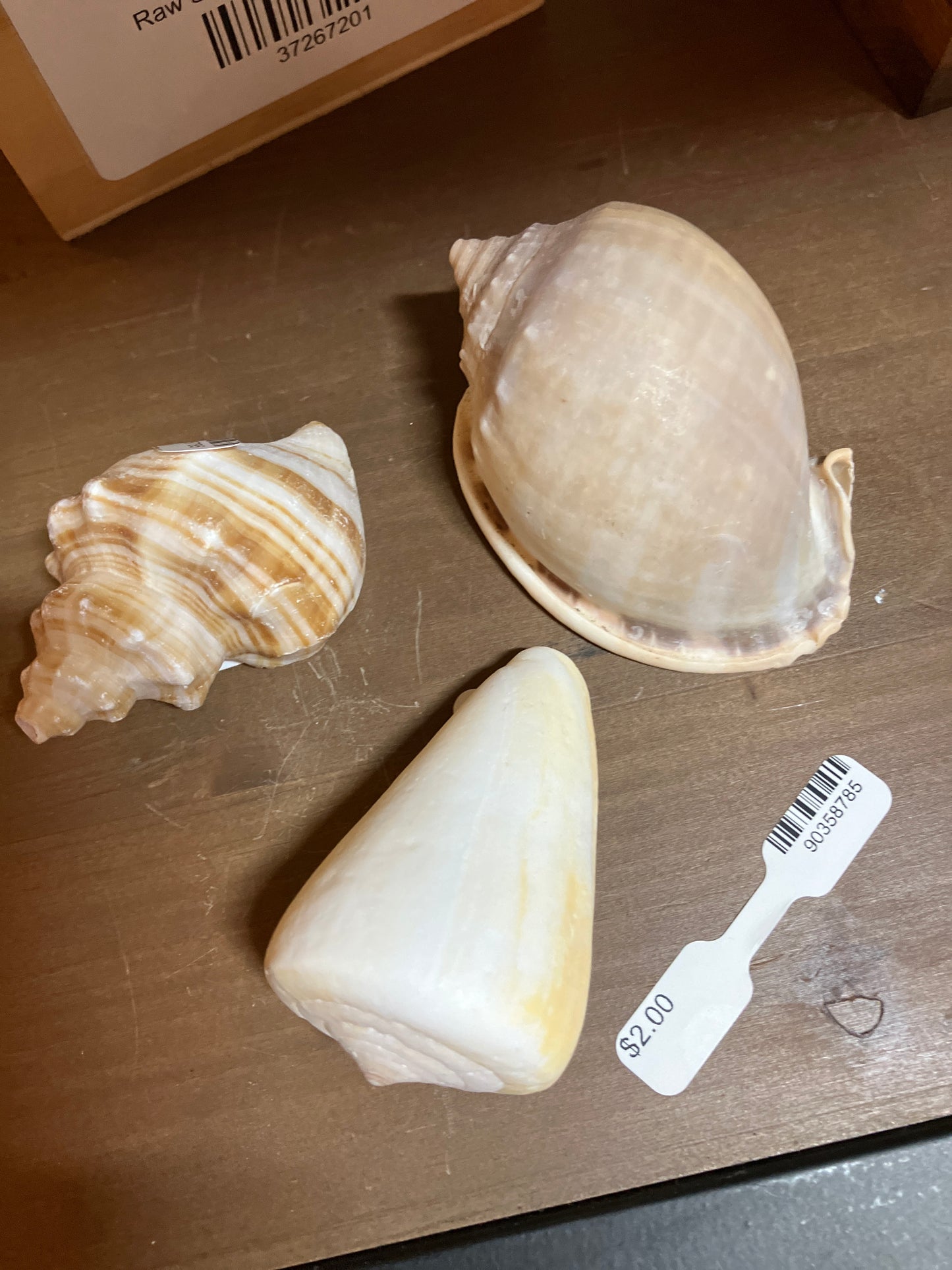 Assorted Small Seashells