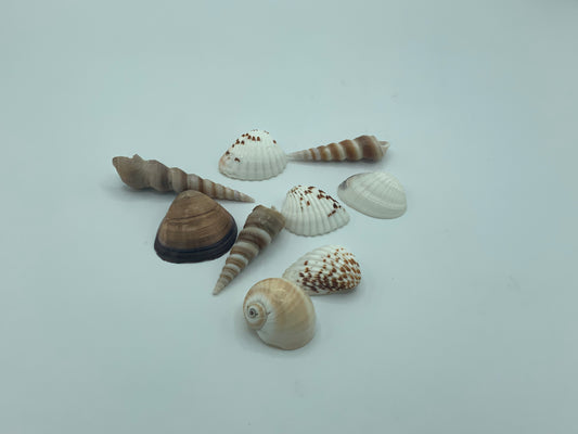 Seashells (for 5 pieces)