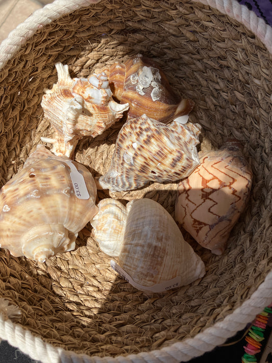 Assorted Medium Seashells