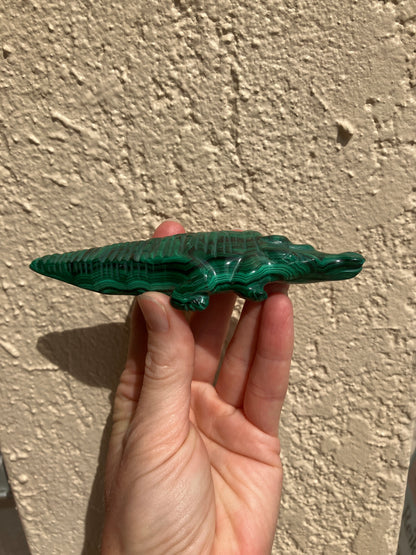 Malachite Alligator